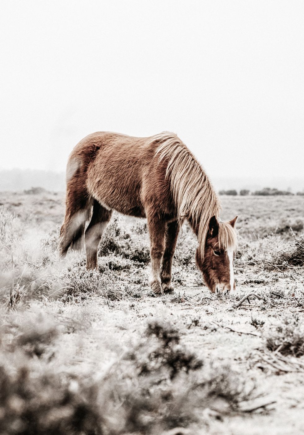 Wildes Pferd im Feld Poster - Posterbox.no