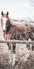 Ein braunes Pferd Poster - Posterbox.no
