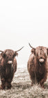 Schottisches Highlanders-Poster - Posterbox.no