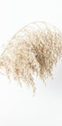 Boho Dried in Nature Poster - Posterbox.no