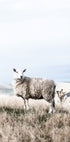 Weißes Schaf im Feld Poster - Posterbox.no