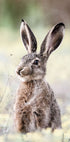 Hase Close Up Bunny Poster - Posterbox.no