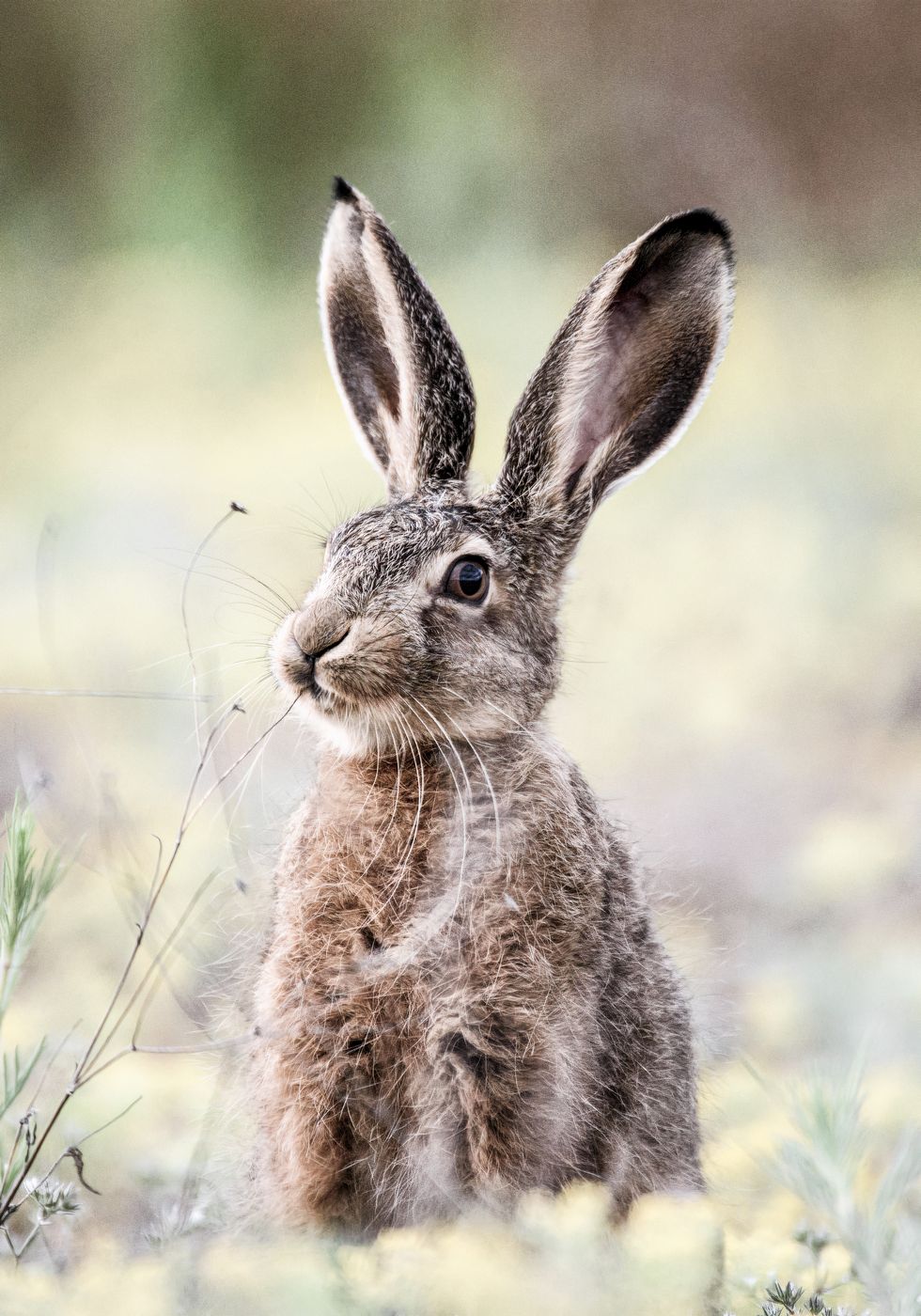 Hase Close Up Bunny Poster - Posterbox.no