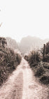 Dirt Road in Grass Fields Poster - Posterbox.no