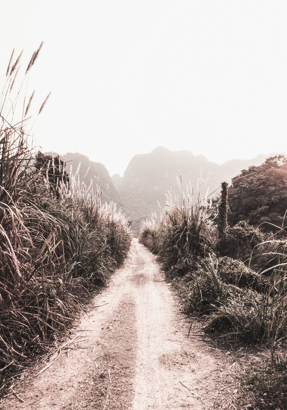 Dirt Road in Grass Fields Poster - Posterbox.no