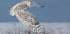 Snowy Owl - Posterbox
