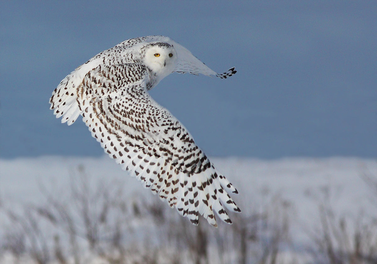 Snowy Owl - Posterbox