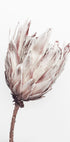 Close Up Trockenblumen-Poster - Posterbox.no