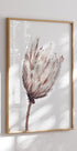 Close Up Trockenblumen-Poster - Posterbox.no