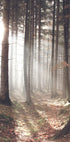 Sunbeam Forest Poster - Posterbox.no