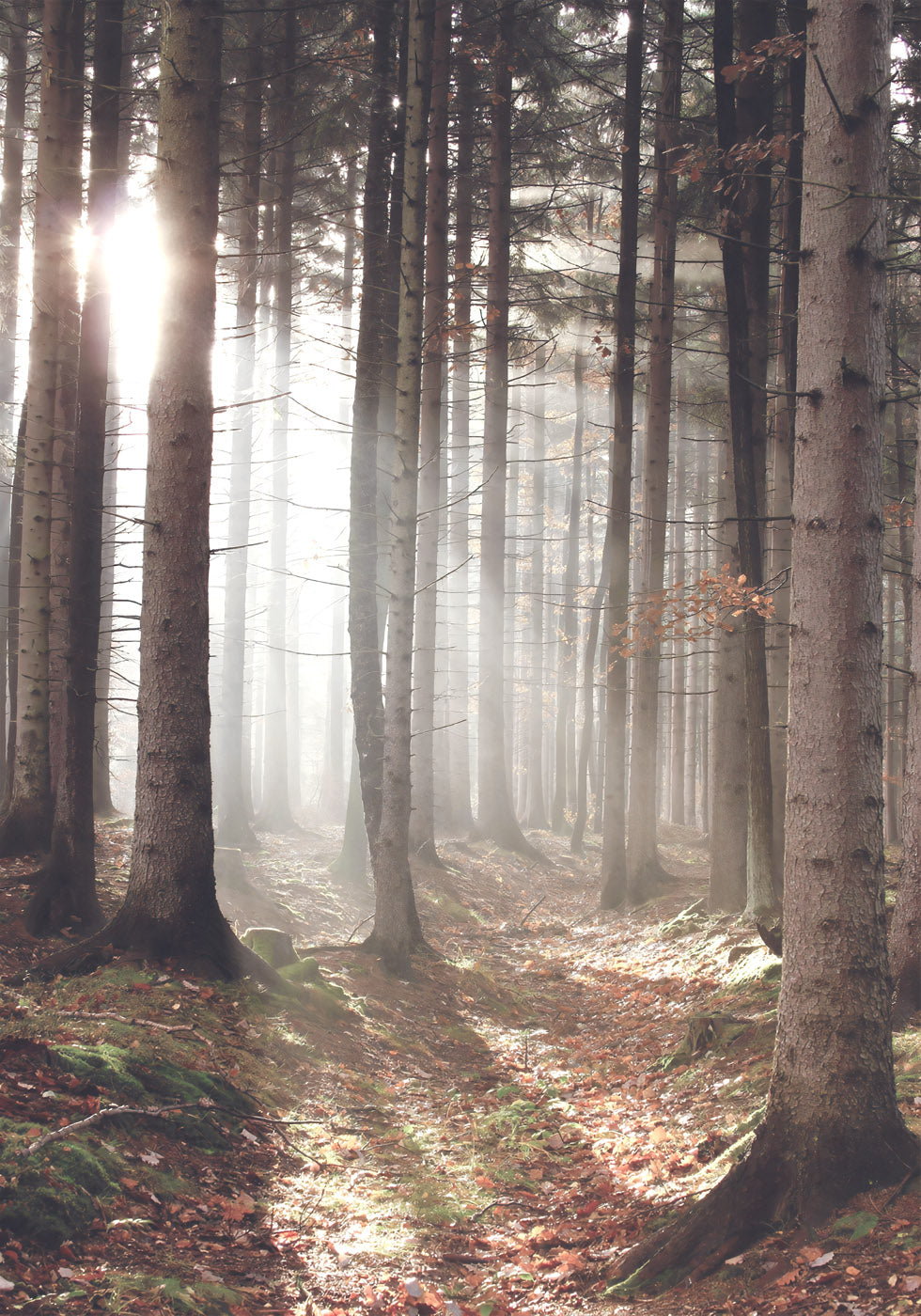 Sunbeam Forest Poster - Posterbox.no