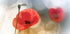 Morning Poppies - Posterbox