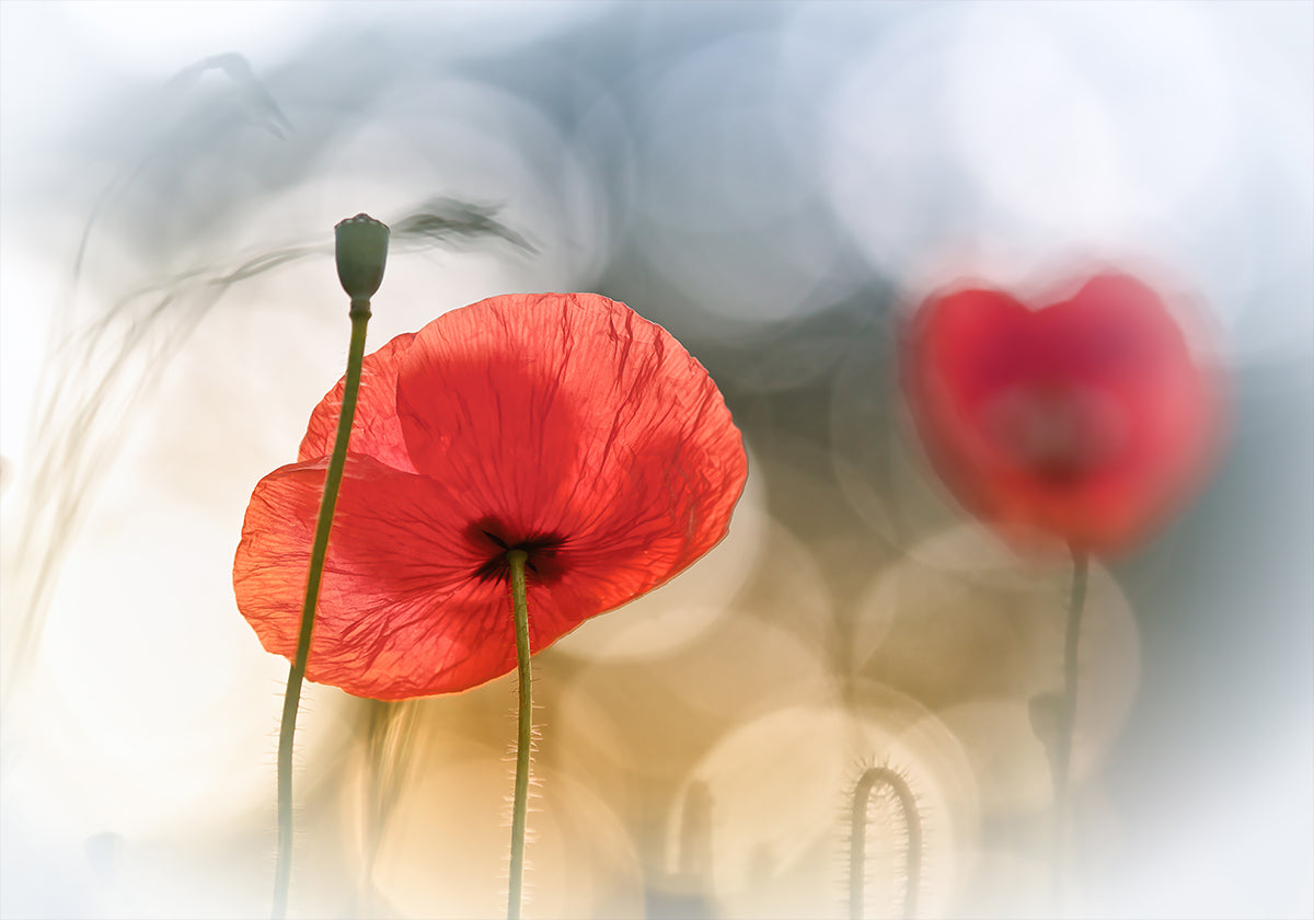 Morning Poppies - Posterbox