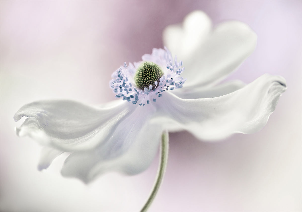Anemone breeze Plakat - Posterbox