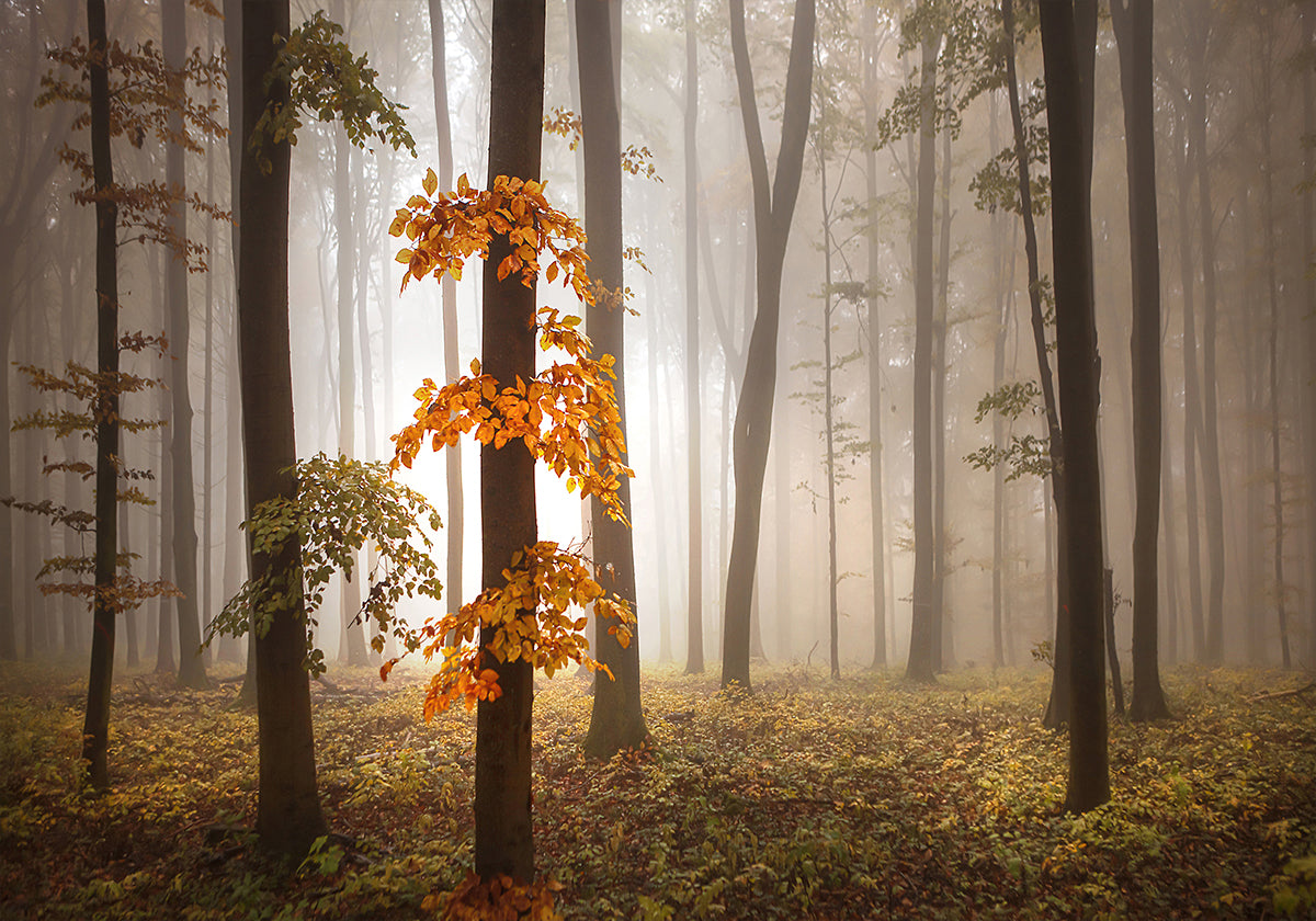 In November Light - Posterbox