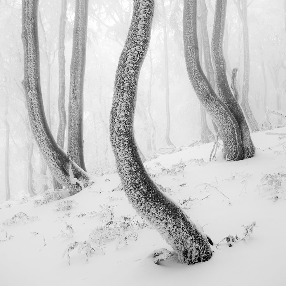 Frozen Forest Plakater - Posterbox