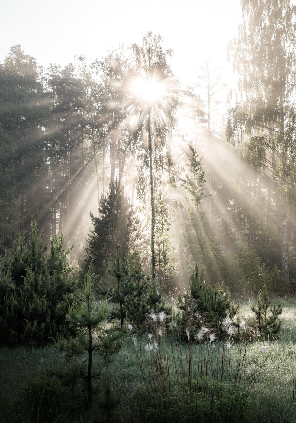 Sonnenstrahlen im Wald Sunshine Forest Poster - Posterbox.no