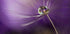 In shades of purple - Posterbox