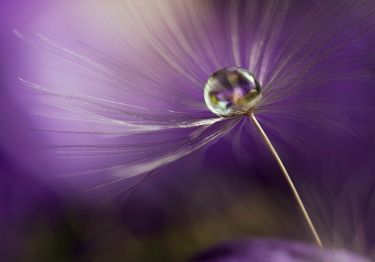 In shades of purple - Posterbox