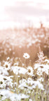 Poster „Feld der Gänseblümchen“ - Posterbox.no