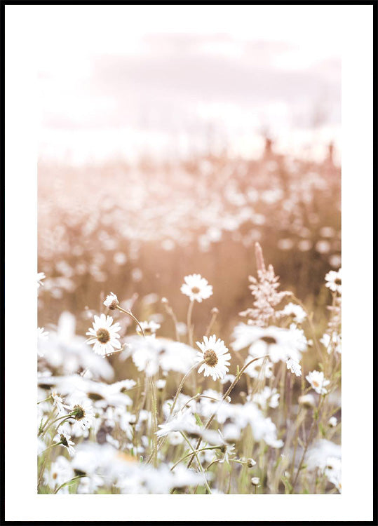 Poster „Feld der Gänseblümchen“ - Posterbox.no