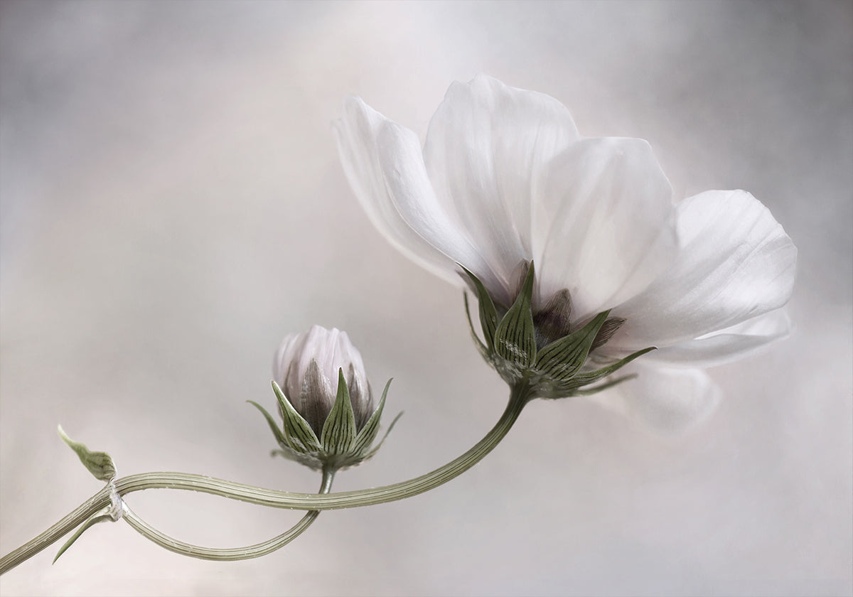 Simply Cosmos - Posterbox