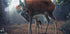 Mother and Fawn - Posterbox