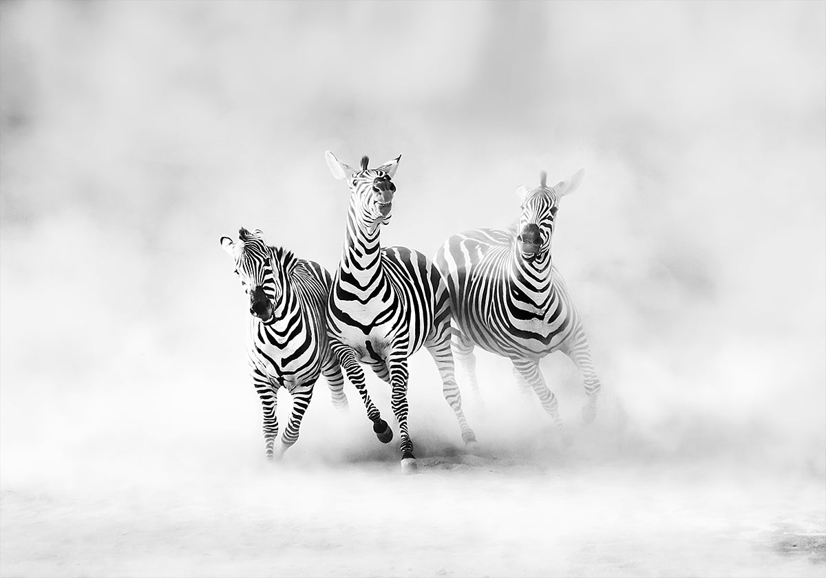 ZEBRAS - Posterbox