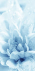 Blaue Blumen Poster - Posterbox.no