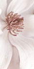 Beiges Magnolien-Poster - Posterbox.no