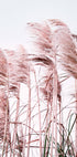 Rosa Strandgras-Poster - Posterbox.no