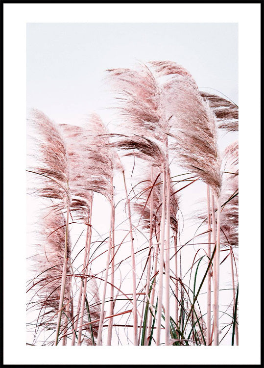 Rosa Strandgras-Poster - Posterbox.no