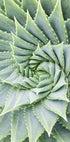 Aloe Vera Pflanzenposter - Posterbox.no