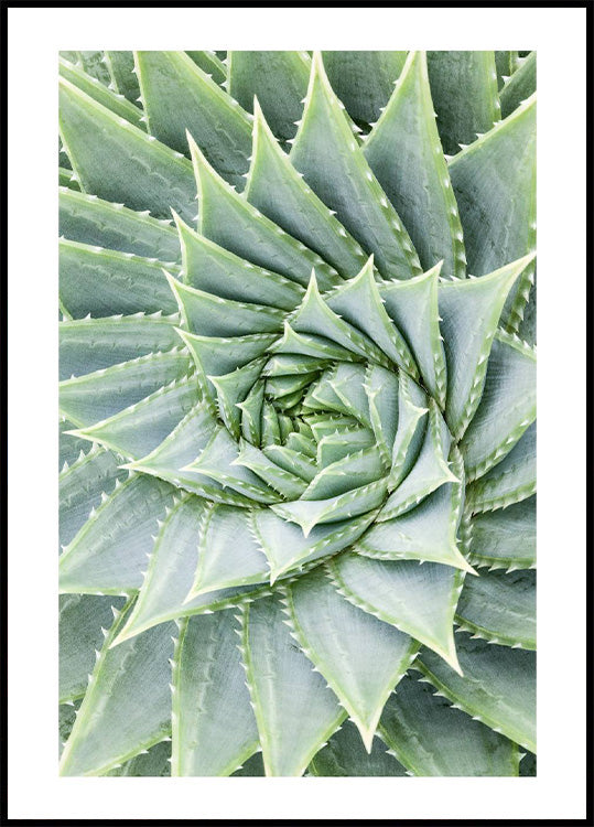 Aloe Vera Pflanzenposter - Posterbox.no