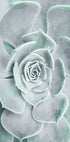 Blumen-Kaktus-Sukkulenten-Poster - Posterbox.no