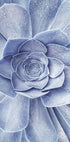 Blauer Blumenkaktus-Poster - Posterbox.no