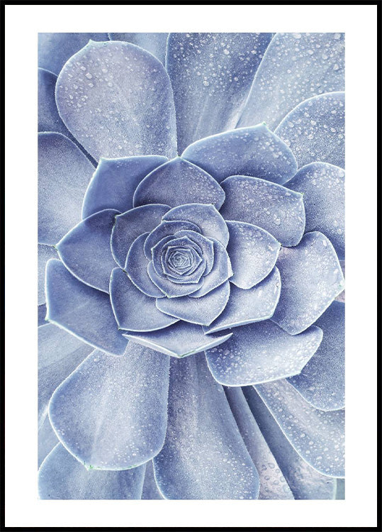 Blauer Blumenkaktus-Poster - Posterbox.no
