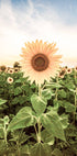 Sonnenblumen-Poster - Posterbox.no