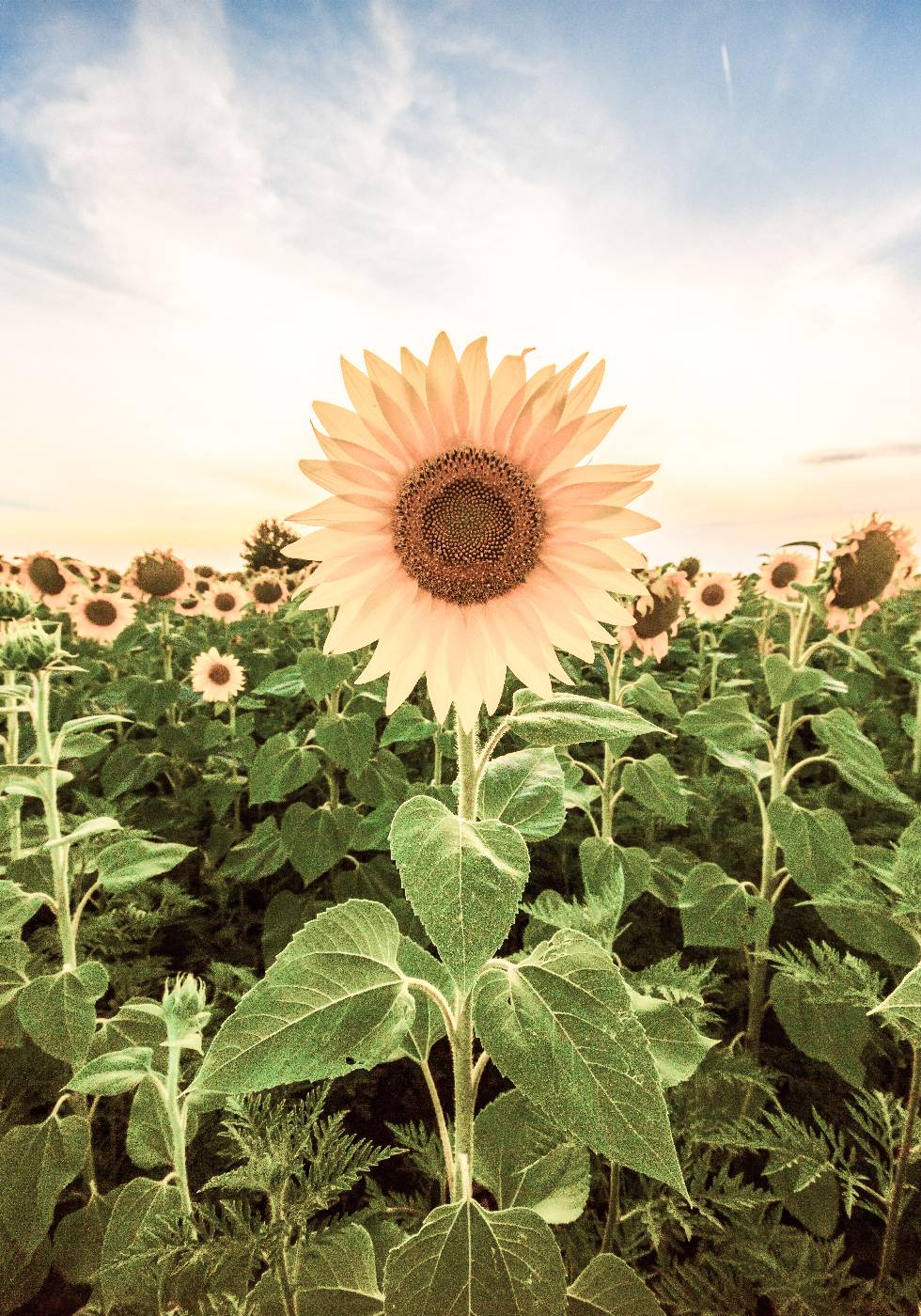 Sonnenblumen-Poster - Posterbox.no