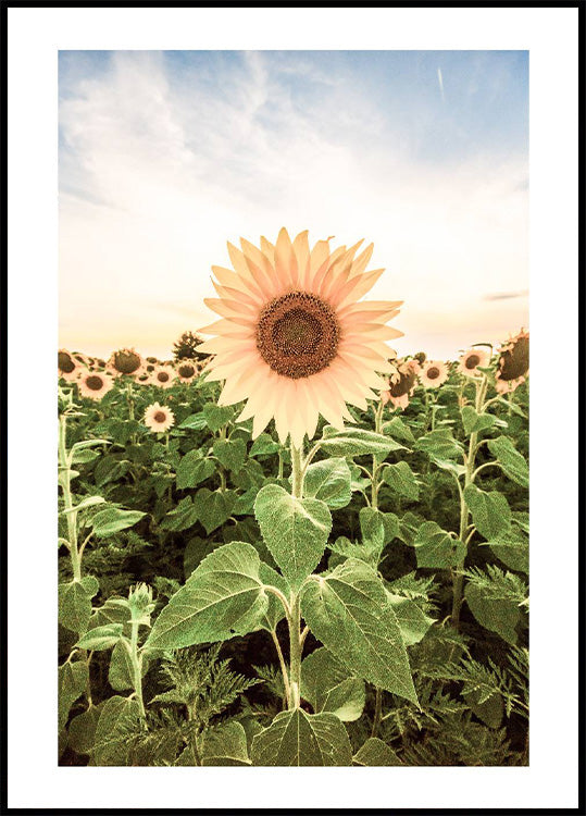 Sonnenblumen-Poster - Posterbox.no