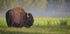 Bison in Morning Light Plakat - Posterbox