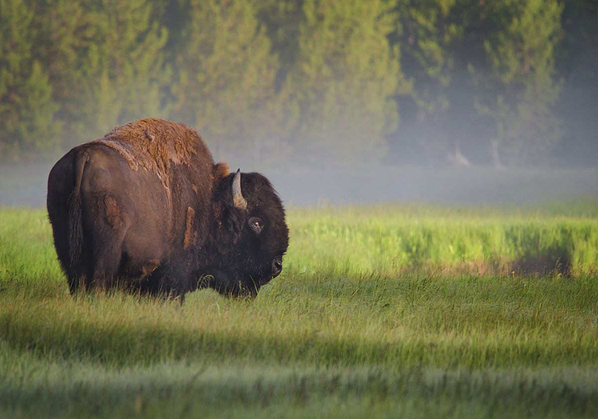 Bison in Morning Light Plakat - Posterbox