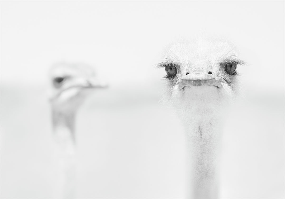 Funny ostrich - Posterbox