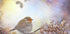 Robin on dreams - Posterbox