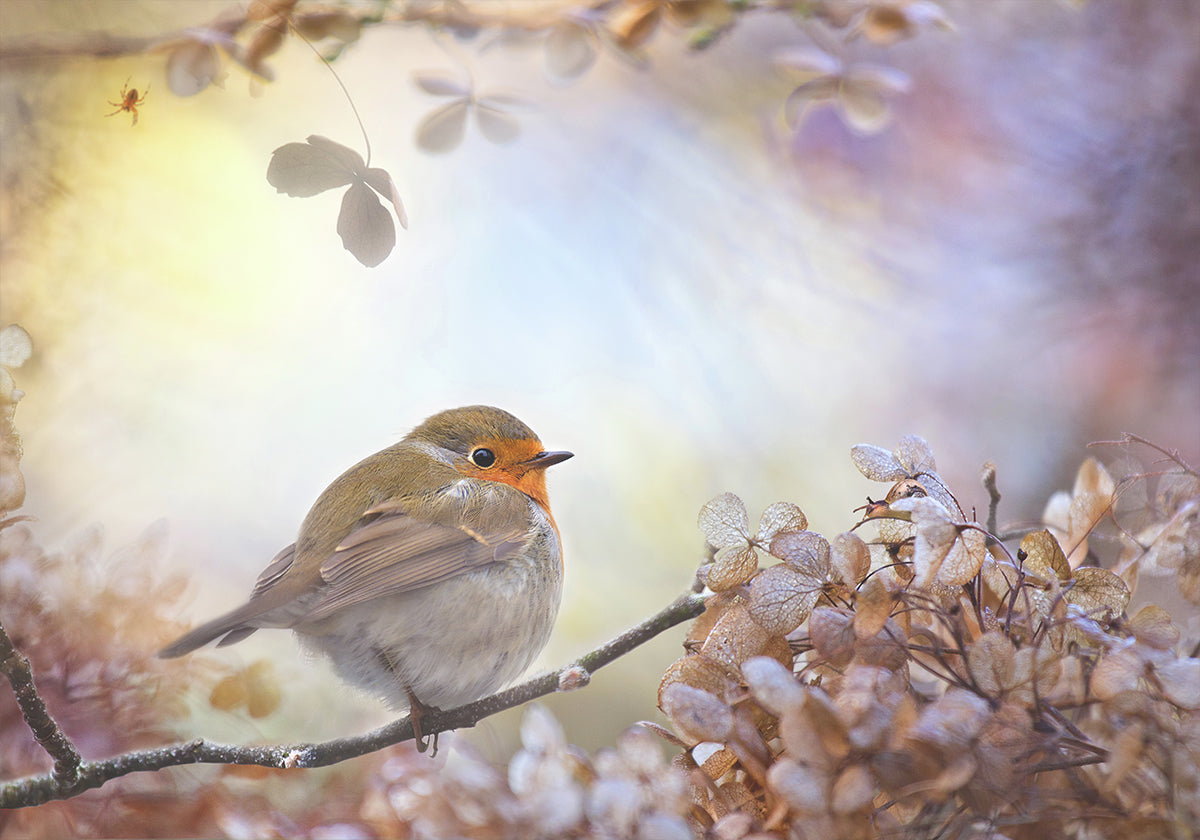 Robin on dreams - Posterbox