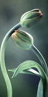 Tulpenknospen-Poster - Posterbox.no