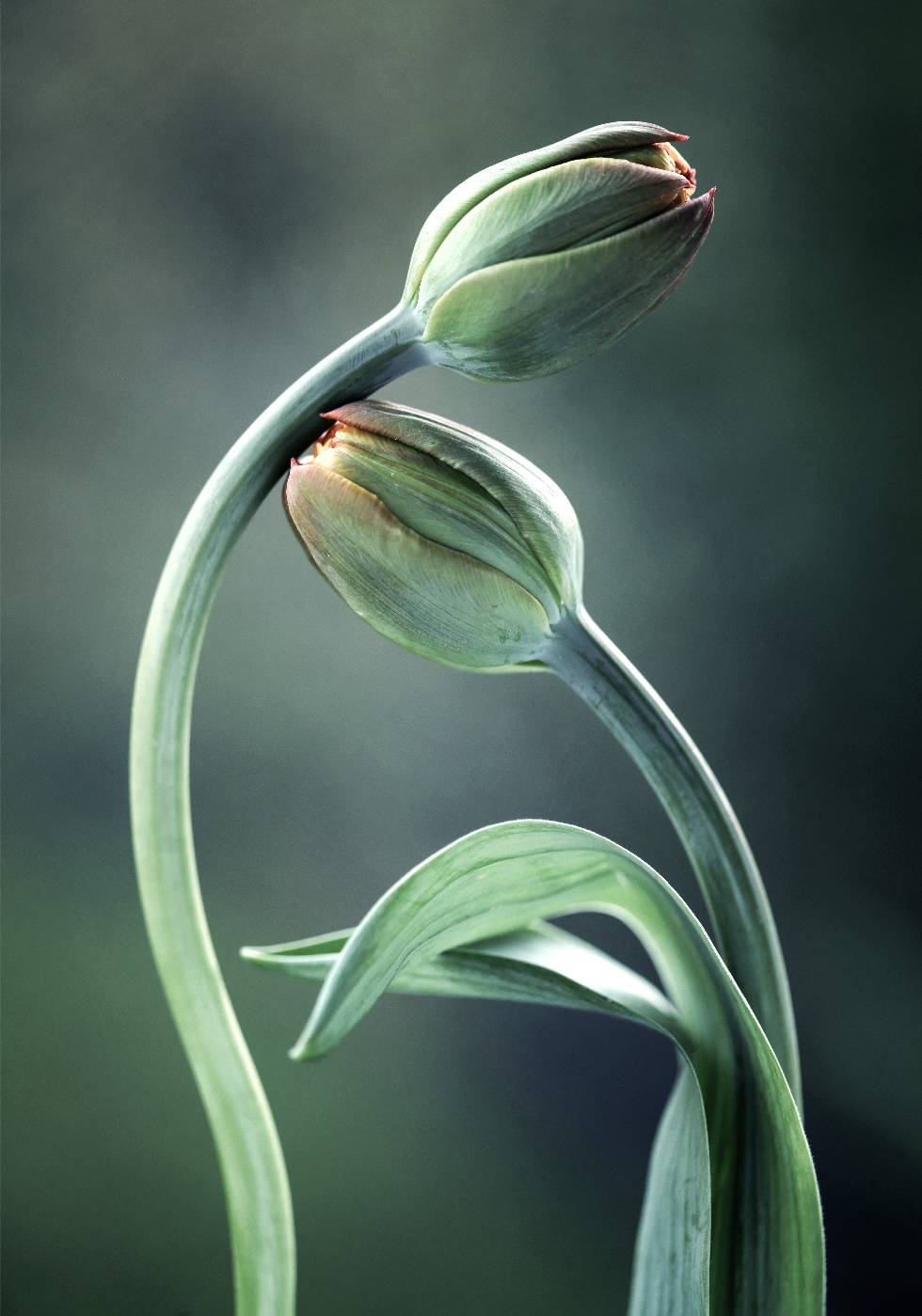 Tulpenknospen-Poster - Posterbox.no