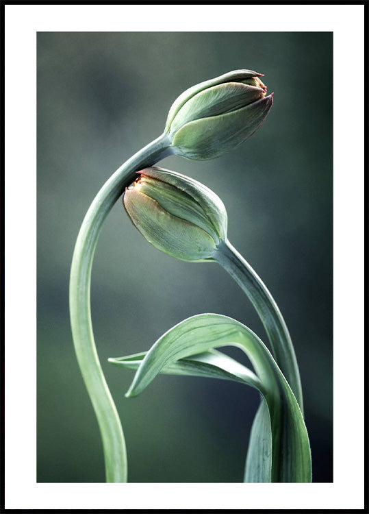 Tulpenknospen-Poster - Posterbox.no