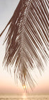 Sonnenuntergang-Palmblatt-Poster - Posterbox.no