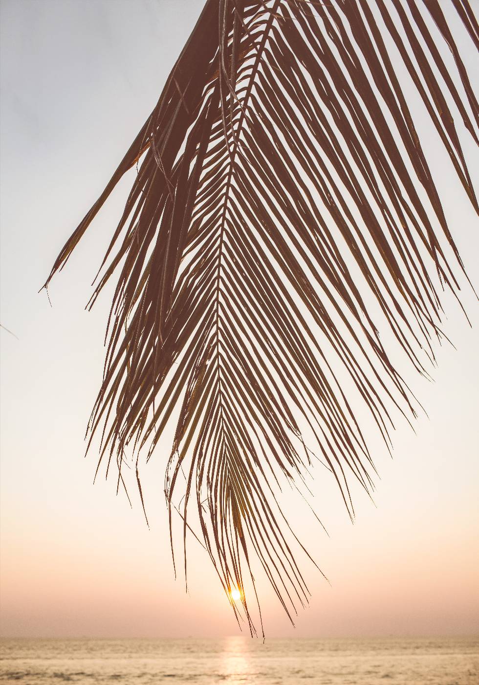 Sonnenuntergang-Palmblatt-Poster - Posterbox.no